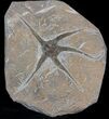 Large, Wide Ophiura Brittle Star Fossil #37040-1